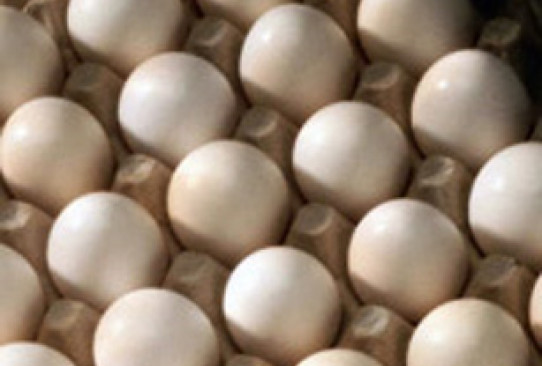 Яйца купить саратов