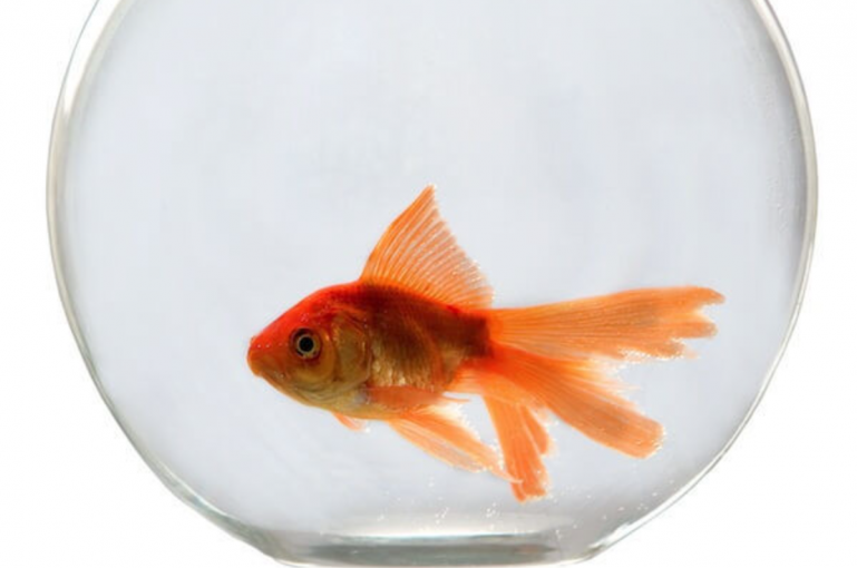 Pets fish. Аквариумные рыбки Золотая рыбка. Золотая рыбка в аевариум. Золотая рыбка круглая. Рыба в круглом аквариуме.